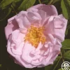Heirloom Roses Snow Pavement Outlet