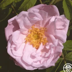 Heirloom Roses Snow Pavement Outlet