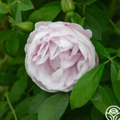 Heirloom Roses Snow Pavement Outlet