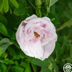 Heirloom Roses Snow Pavement Outlet