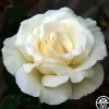 Heirloom Roses Snow Queen Hot