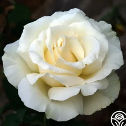 Heirloom Roses Snow Queen Hot