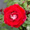 Heirloom Roses Snowfire Outlet