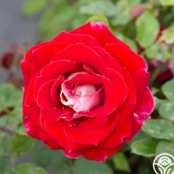 Heirloom Roses Snowfire Outlet