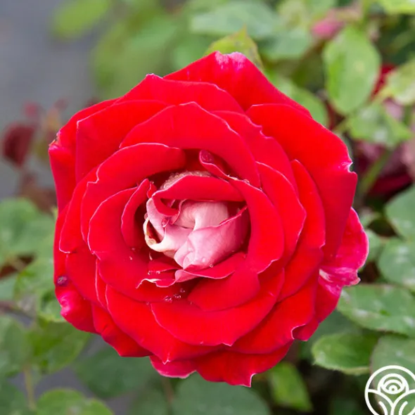 Heirloom Roses Snowfire Outlet