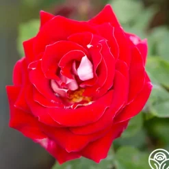 Heirloom Roses Snowfire Outlet