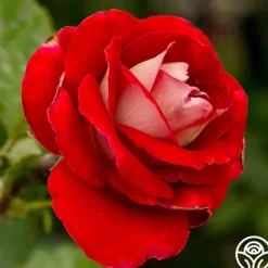 Heirloom Roses Snowfire Outlet