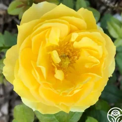 Heirloom Roses Soaring To Glory Outlet
