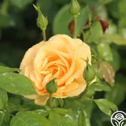 Heirloom Roses Soaring To Glory Outlet