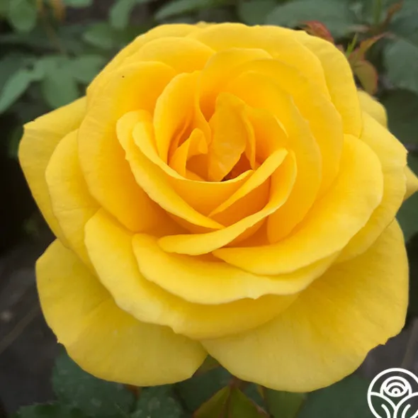 Heirloom Roses Sol Desire® New