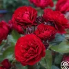 Heirloom Roses Songs Of Praise™ New