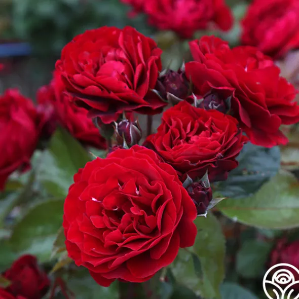 Heirloom Roses Songs Of Praise™ New