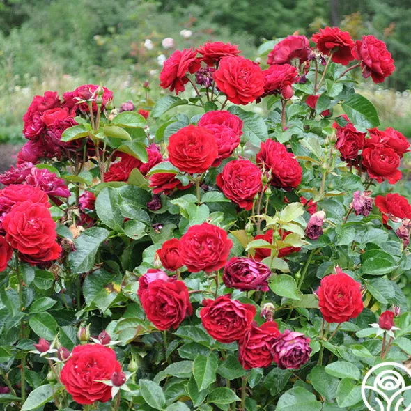 Heirloom Roses Songs Of Praise™ New