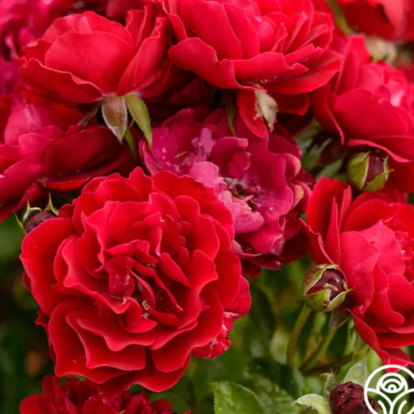 Heirloom Roses Songs Of Praise™ New