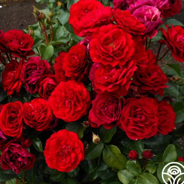 Heirloom Roses Songs Of Praise™ New