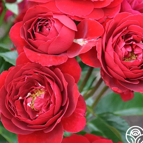 Heirloom Roses Songs Of Praise™ New