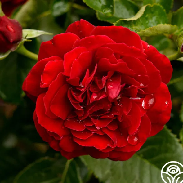 Heirloom Roses Songs Of Praise™ New
