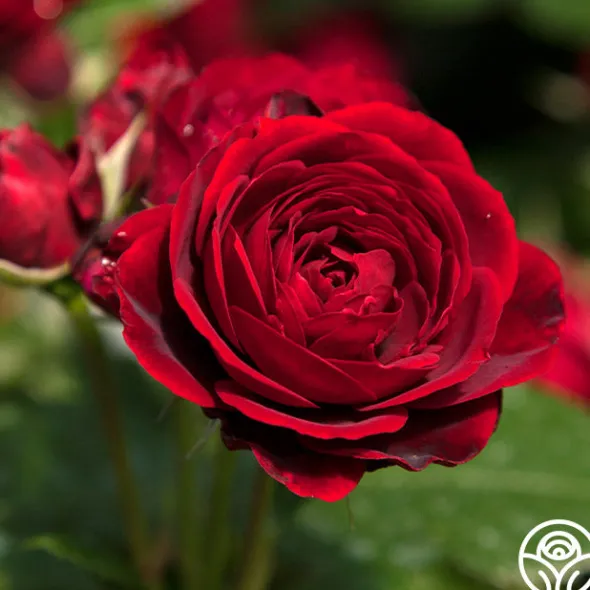Heirloom Roses Songs Of Praise™ New