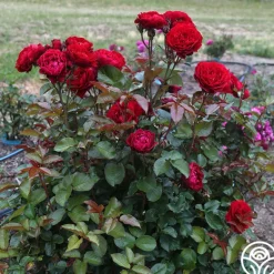 Heirloom Roses Songs Of Praise™ New
