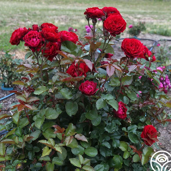 Heirloom Roses Songs Of Praise™ New