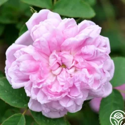 Heirloom Roses Soupert et Notting