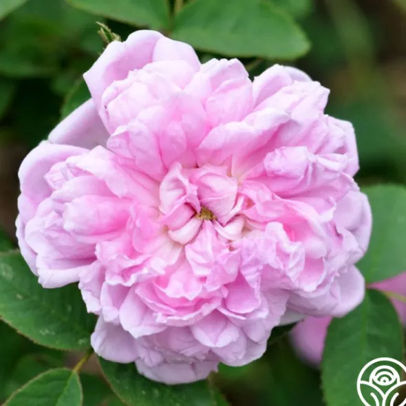 Heirloom Roses Soupert et Notting