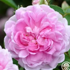 Heirloom Roses Soupert et Notting