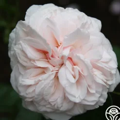 Heirloom Roses Souvenir de La Malmaison Outlet