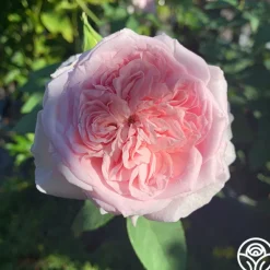 Heirloom Roses Souvenir de La Malmaison Outlet