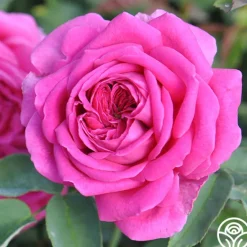 Heirloom Roses Souvenir du Président Lincoln Outlet