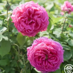 Heirloom Roses Souvenir du Président Lincoln Outlet