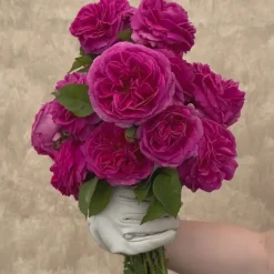 Heirloom Roses Souvenir du Président Lincoln Outlet