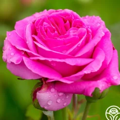 Heirloom Roses Souvenir du Président Lincoln Outlet