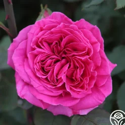 Heirloom Roses Souvenir du Président Lincoln Outlet