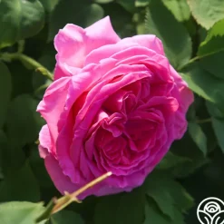 Heirloom Roses Souvenir du Président Lincoln Outlet