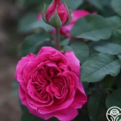 Heirloom Roses Souvenir du Président Lincoln Outlet