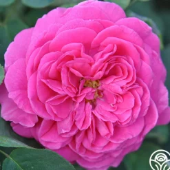 Heirloom Roses Souvenir du Président Lincoln Outlet