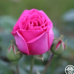 Heirloom Roses Souvenir du Président Lincoln Outlet
