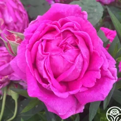 Heirloom Roses Souvenir du Président Lincoln Outlet