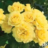 Heirloom Roses Sparkle & Shine™ New