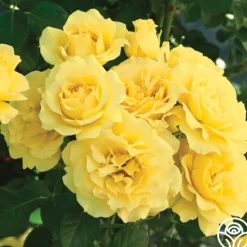 Heirloom Roses Sparkle & Shine™ New