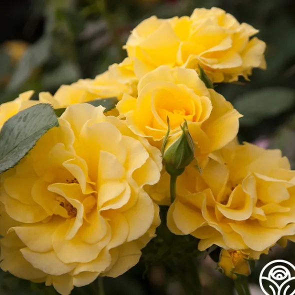 Heirloom Roses Sparkle & Shine™ New