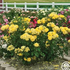 Heirloom Roses Sparkle & Shine™ New