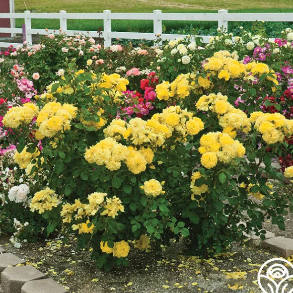 Heirloom Roses Sparkle & Shine™ New