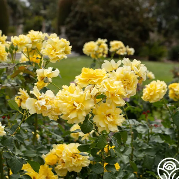 Heirloom Roses Sparkle & Shine™ New