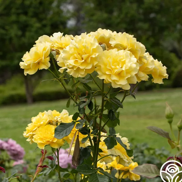 Heirloom Roses Sparkle & Shine™ New