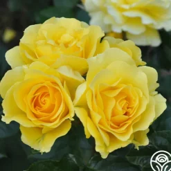 Heirloom Roses Sparkle & Shine™ New