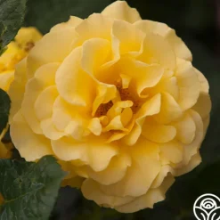 Heirloom Roses Sparkle & Shine™ New