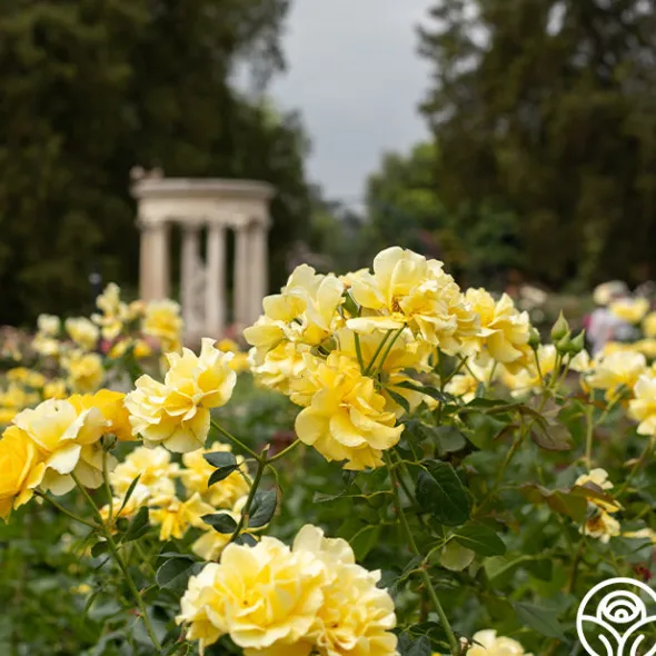 Heirloom Roses Sparkle & Shine™ New