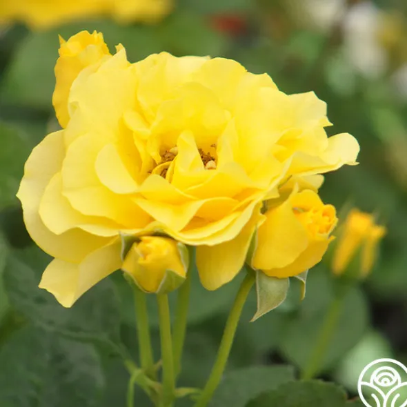 Heirloom Roses Sparkle & Shine™ New